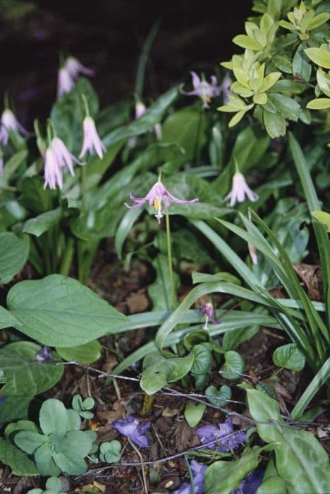 mahogany fawn lily