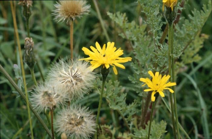 rough hawkbit