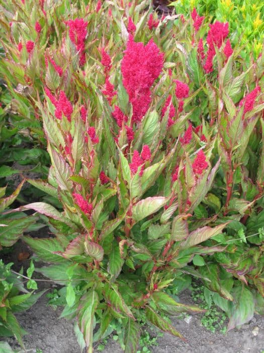 cockscomb 'Century Rose'