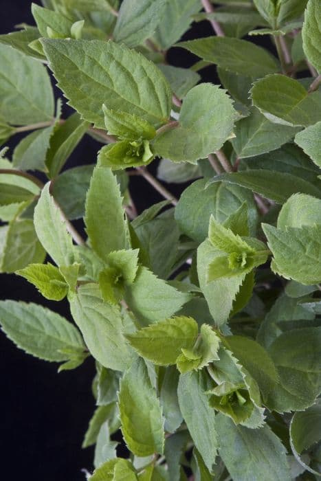 paniculate hydrangea 'Bombshell'