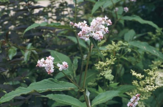 Lesser knotweed