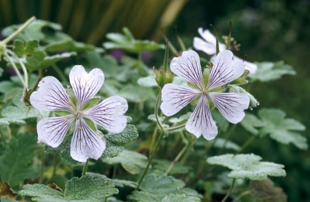 Renard geranium