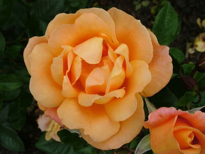 rose 'Southampton'