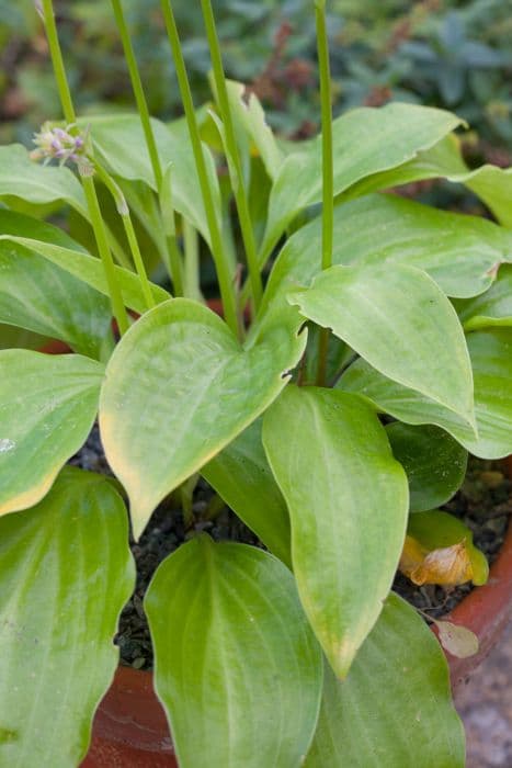 Yinger's plantain lily