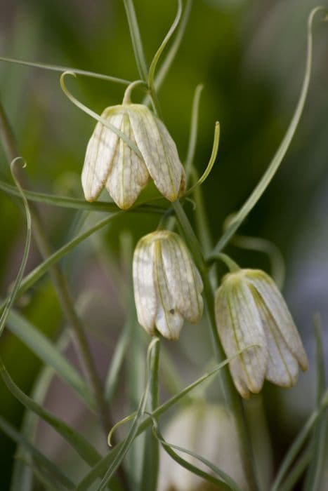 Thunberg fritillary