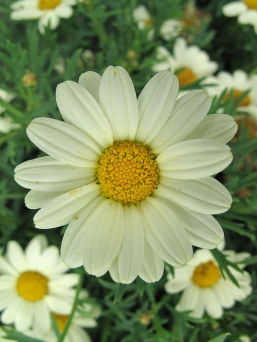 marguerite [Sultan's Lemon]