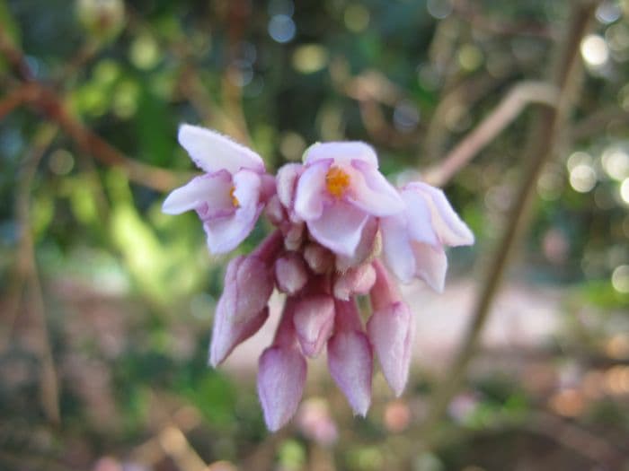 daphne 'Gurkha'