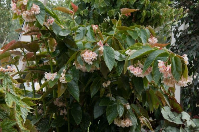 begonia 'Laurie's Love'