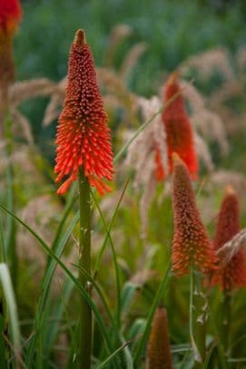 Kniphofia 'The Rocket'