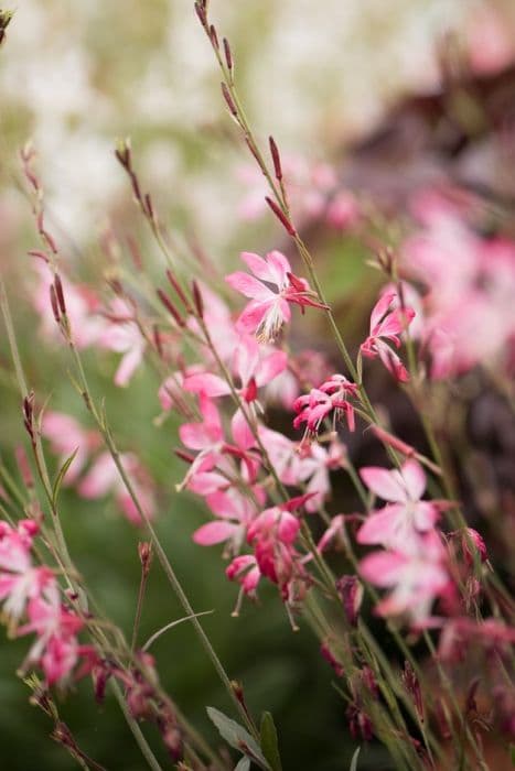 gaura 'Little Janie'