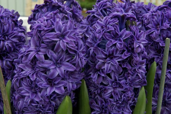 hyacinth 'Royal Navy'