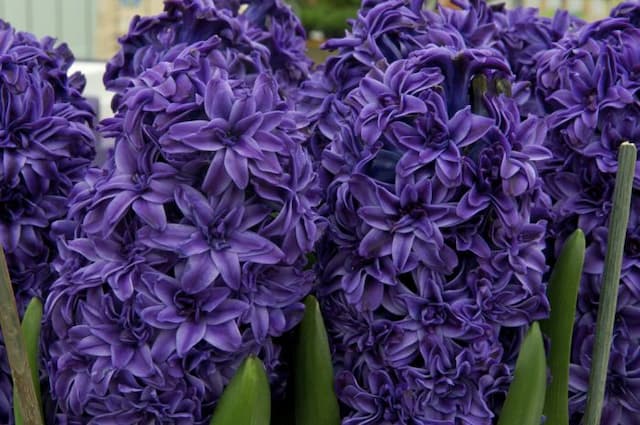 Hyacinth 'Royal Navy'
