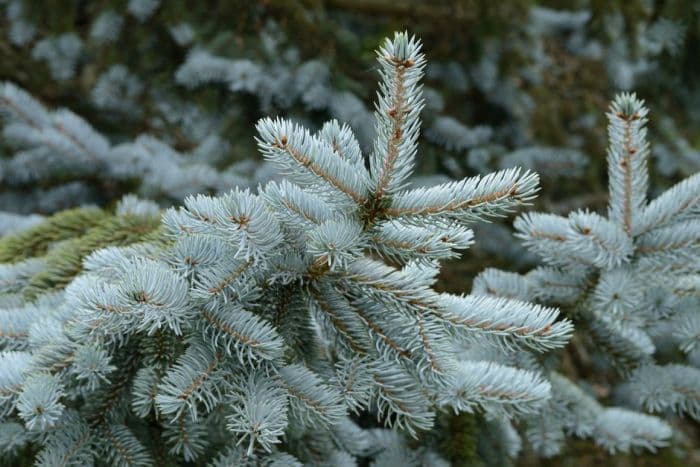 Colorado spruce 'Hoopsii'