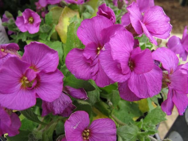 Aubrieta 'Kitte Rose'