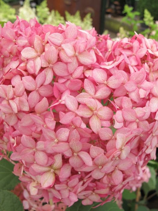 hydrangea [Pink Annabelle] ('Ncha1')