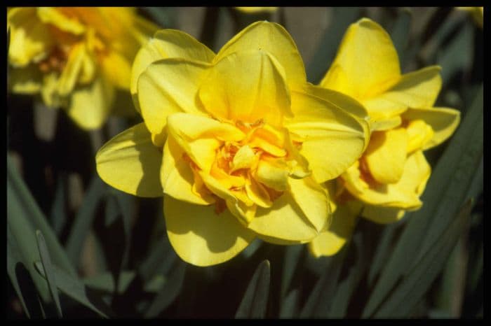 daffodil 'Tahiti'