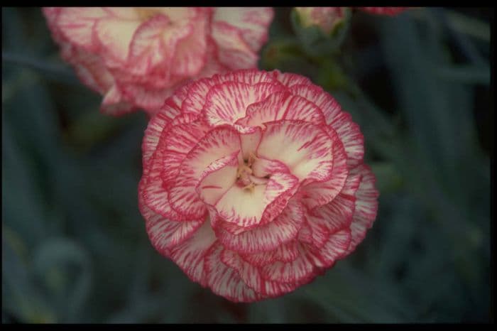 border carnation 'Irene Della-Torré'