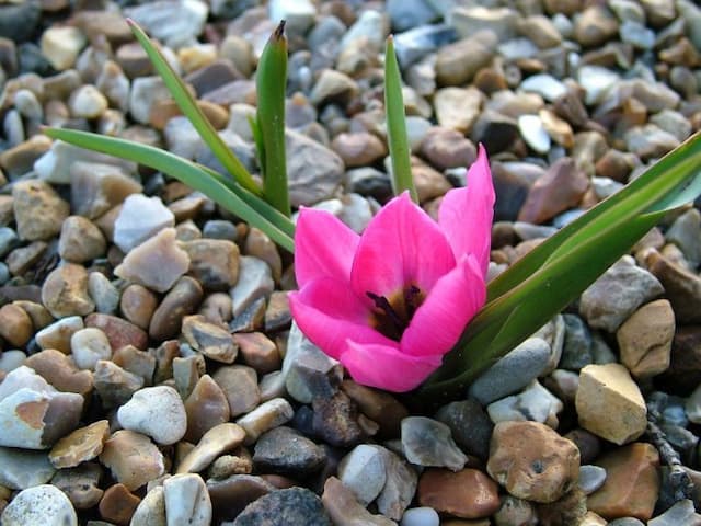 Tulip Violacea Group black base