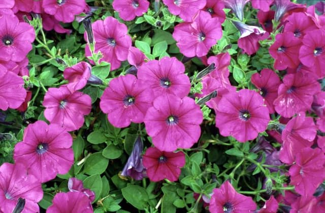 Petunia [Conchita Evening Glow]