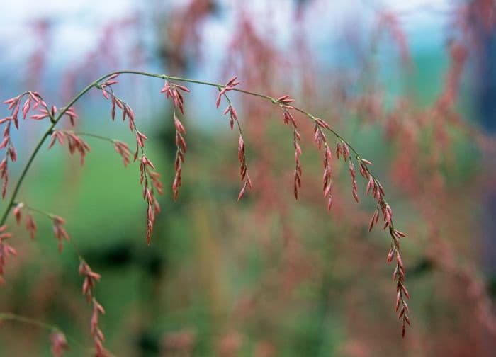 amaranth feathers