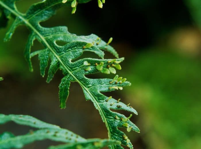 Taiwanese oriental chain fern