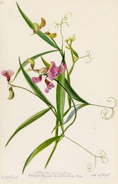 narrow-leaved everlasting pea