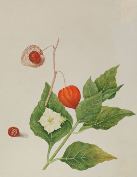 Chinese lantern