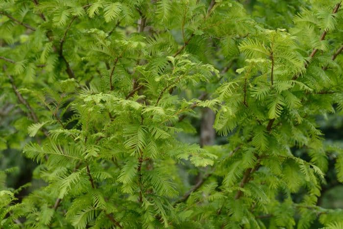 dawn redwood 'Emerald Feathers'