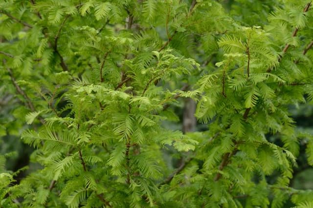 Dawn redwood 'Emerald Feathers'