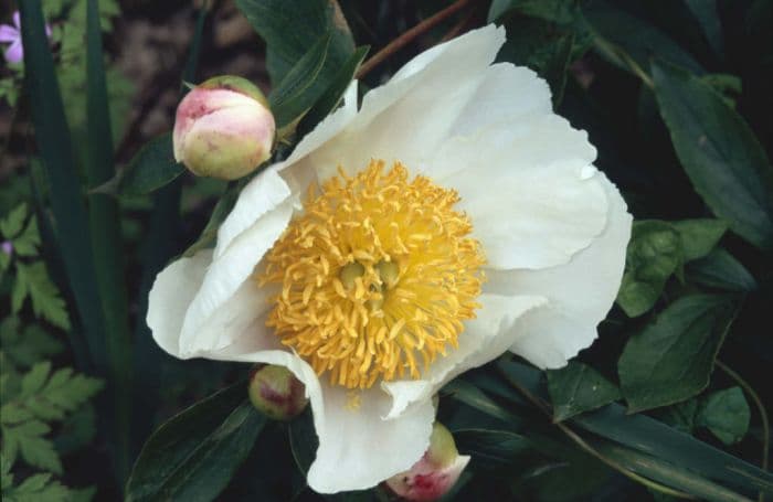 peony 'Whitleyi Major'