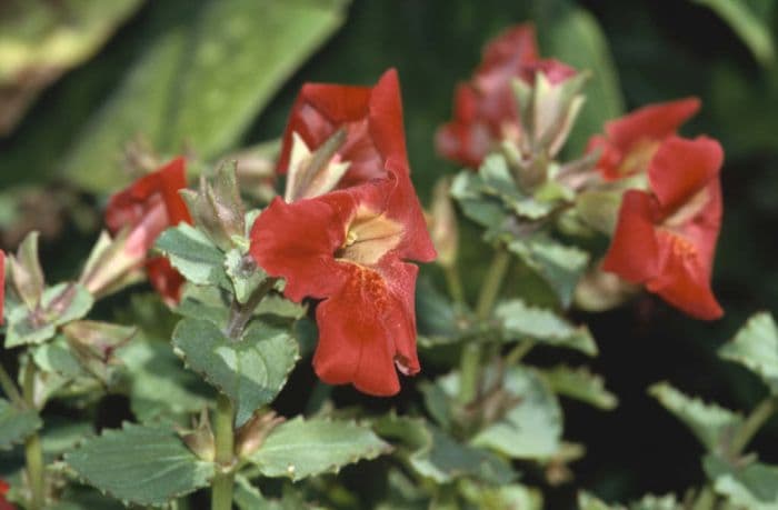 monkey flower 'Highland Red'