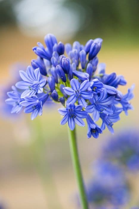 African lily 'Bray Valley'