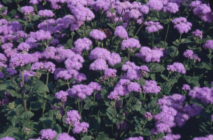 Mexican paintbrush 'Blue Horizon'