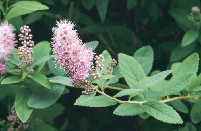 steeple bush