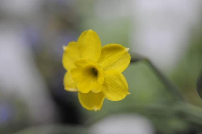 cliff narcissus