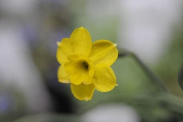 Cliff narcissus