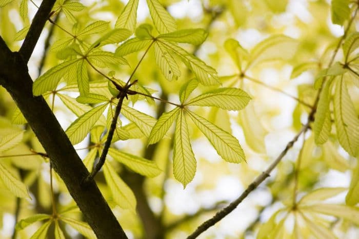 horse chestnut 'Hampton Court Gold'