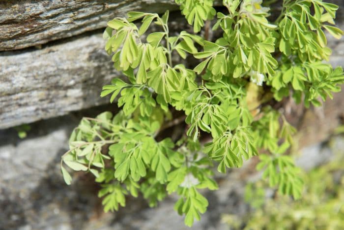 pale corydalis