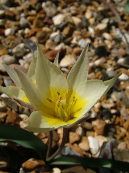 two-flowered tulip