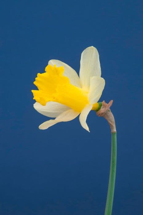 daffodil 'Topolino'