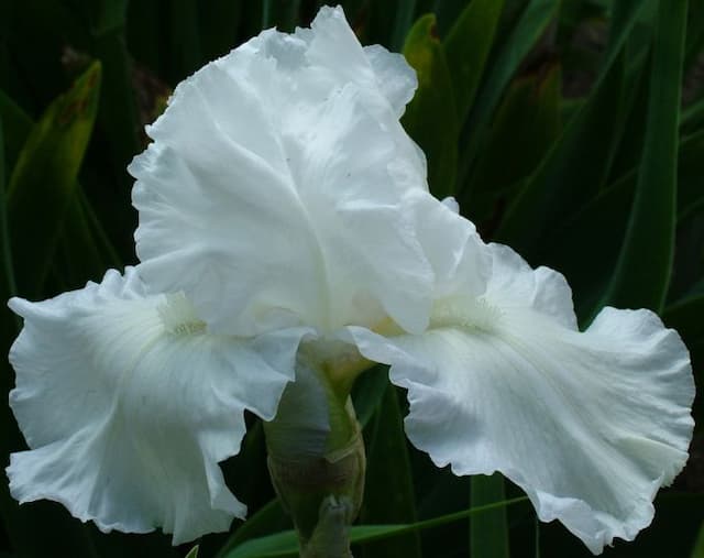 Iris 'Fern Oakley'