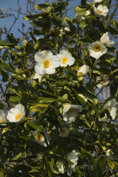 camellia 'Francis Hanger'