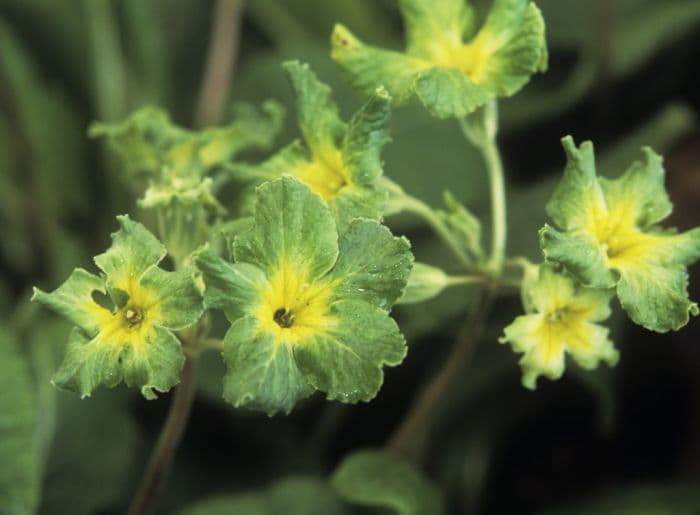 polyanthus 'Francisca'