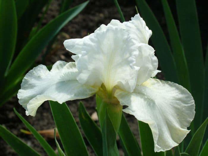 iris 'Zero'