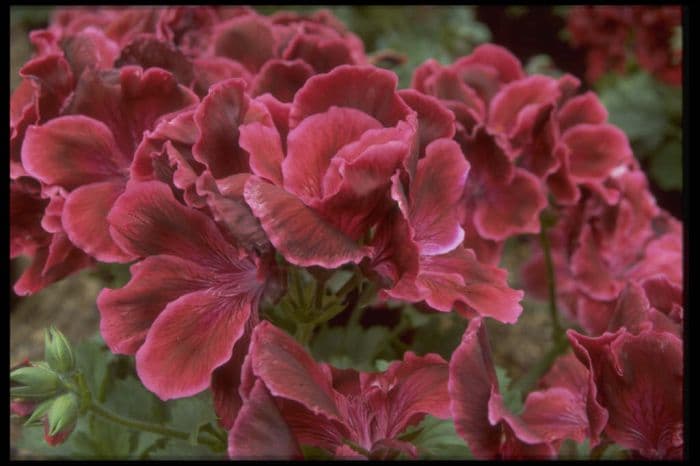 pelargonium 'Sefton'