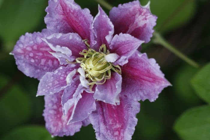 clematis 'Piilu'