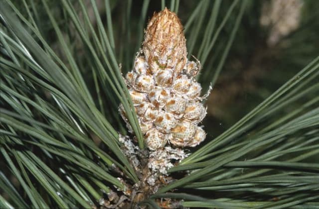 Big-cone pine