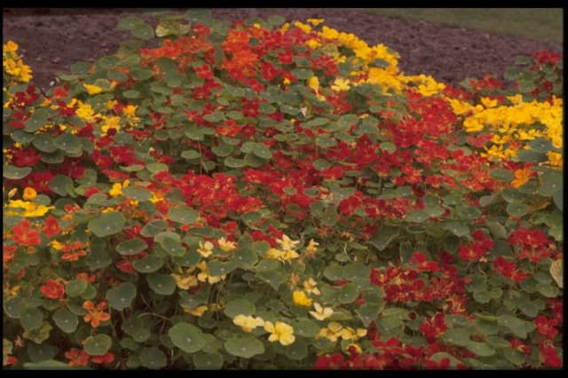 Nasturtium Whirlybird Series