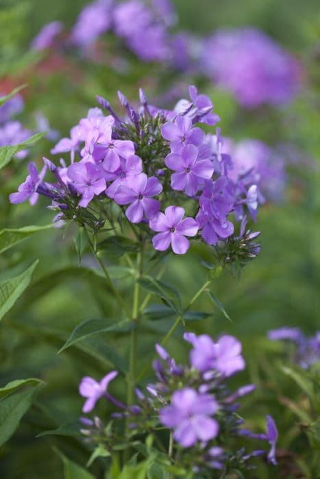 phlox 'Luc's Lilac'