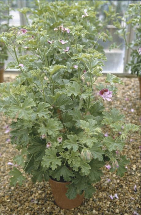 pelargonium 'Gemstone'